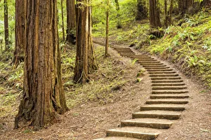 Path Up Through Redwoods, Muir Woods National Monument, California, USA Path Up Through Redwoods, Muir Woods National Monument, California, USA