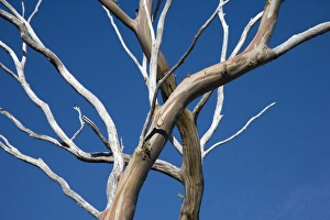 The patterned bark of gum trees on the Overland The patterned bark of gum trees on the Overland