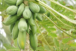 Pawpaw or Papaya (Carica papaya), Wayaseva island, Yasawa Island Group, Fiji, South Pawpaw or Papaya (Carica papaya), Wayaseva island, Yasawa Island Group, Fiji, South