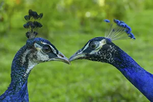 Peafowl in sarafi park, Gazipur, Bangladesh Peafowl in sarafi park, Gazipur, Bangladesh