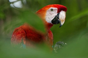 Peru. A brilliant Scarlet macaw in the tropical forest of the Amazon Basin Peru. A brilliant Scarlet macaw in the tropical forest of the Amazon Basin