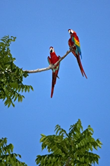 Peru. Colourful Scarlet macaws perch high above the canopy of the forest near the banks of the Madre de Peru. Colourful Scarlet macaws perch high above the canopy of the forest near the banks of the Madre de