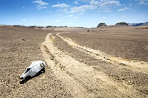 Peru, Ocucaje Desert, One Of The Driest Places On Earth, Sun Bleached Animal Skull Peru, Ocucaje Desert, One Of The Driest Places On Earth, Sun Bleached Animal Skull