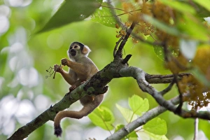 Peru. A Squirrel monkey feeds on flowers in the lush, tropical forest on the banks of the Madre de Dios Peru. A Squirrel monkey feeds on flowers in the lush, tropical forest on the banks of the Madre de Dios