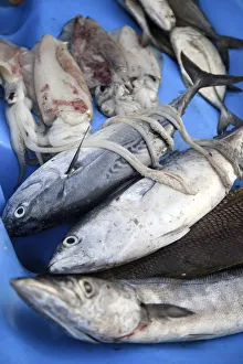 Philippines, Palawan, Culion Island, fresh catch Philippines, Palawan, Culion Island, fresh catch