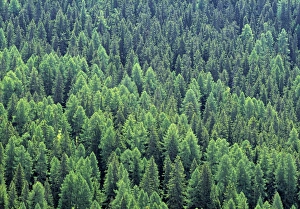 European Coniferous Forests Prints: Pine Forest