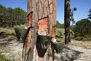 Pine Resin Print in Nazare Forest, Portugal