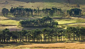 Pine trees surrounding a low Upper Neuadd Reservoir in the Brecon Beacons National Park Pine trees surrounding a low Upper Neuadd Reservoir in the Brecon Beacons National Park
