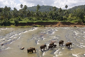 Pinnewala Elephant Orphanage near Kegalle, Hill Country, Sri Lanka Pinnewala Elephant Orphanage near Kegalle, Hill Country, Sri Lanka