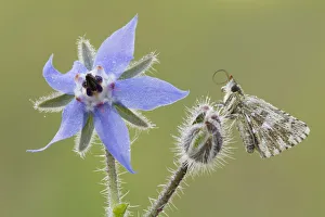The pirgus malvae butterfly rest on a flower bud of a Borago officinalis. LombardY, Italy The pirgus malvae butterfly rest on a flower bud of a Borago officinalis. LombardY, Italy