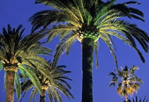 Cote D Azur France Prints: Place Albert