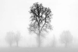 Plain Piedmont, Piedmont, Turin, Italy. Trees in the mist Plain Piedmont, Piedmont, Turin, Italy. Trees in the mist