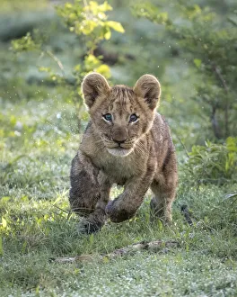 Playful Lion cub, Okavango Delta, Botswana Playful Lion cub, Okavango Delta, Botswana