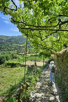 The pleasant shadowy walking trails of Sistelo, covered by grapevines (latadas) The pleasant shadowy walking trails of Sistelo, covered by grapevines (latadas)