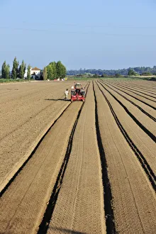 Plowing the agricultural fields. Salvaterra de Magos, Portugal Plowing the agricultural fields. Salvaterra de Magos, Portugal