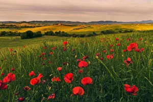 Poggio Covili from the distance with poppies in spring, Val d'Orcia, Tuscany, Italy Poggio Covili from the distance with poppies in spring, Val d'Orcia, Tuscany, Italy