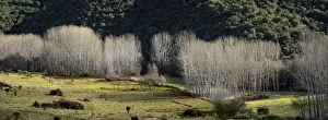 Poplars in Winter. Montesinho Natural Park, Tras-os-Montes. Portugal Poplars in Winter. Montesinho Natural Park, Tras-os-Montes. Portugal
