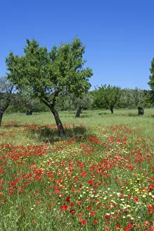 Poppy Flower and Olive Trees near Valldemossa, Majorca, Balearics, Spain Poppy Flower and Olive Trees near Valldemossa, Majorca, Balearics, Spain