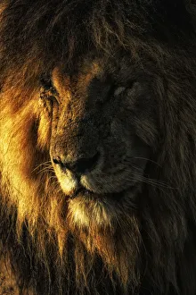 Portrait of male lion (panthera leo) scarface in the maasai mara game reserve, Kenya Portrait of male lion (panthera leo) scarface in the maasai mara game reserve, Kenya