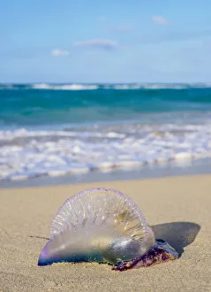 Portuguese Man-of-War jellyfish at Santa Maria del Mar Beach, Habana del Este, Havana Portuguese Man-of-War jellyfish at Santa Maria del Mar Beach, Habana del Este, Havana