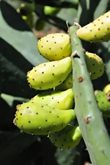 Prickly pears on Opuntia cactus. Portugal Prickly pears on Opuntia cactus. Portugal