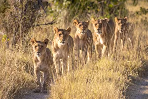Pride of Lion, Okavango Delta, Botswana Pride of Lion, Okavango Delta, Botswana