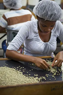 Processing Coffee Print, Jamaica, Caribbean