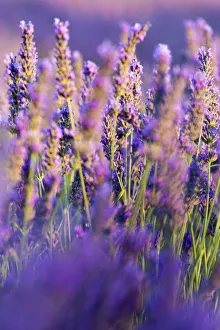 Provence, France, Europe. Purlple lavander field, macro details of the flowers with bee Provence, France, Europe. Purlple lavander field, macro details of the flowers with bee