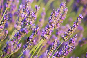 Provence, France, Europe. Purlple lavander field, macro details of the flowers with bee Provence, France, Europe. Purlple lavander field, macro details of the flowers with bee