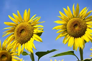 Provence, France, Europe. two sunflowers close up, isolated on blue sky background Provence, France, Europe. two sunflowers close up, isolated on blue sky background