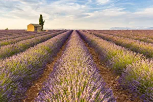 Provence, Valensole Plateau, France, Europe Provence, Valensole Plateau, France, Europe