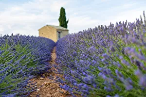 Provence, Valensole Plateau, France, Europe Provence, Valensole Plateau, France, Europe