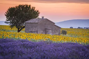 Provence, Valensole Plateau, France, Europe Provence, Valensole Plateau, France, Europe