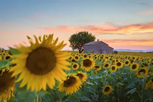 Provence, Valensole Plateau, France, Europe Provence, Valensole Plateau, France, Europe