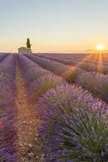 Provence, Valensole Plateau, France, Europe Provence, Valensole Plateau, France, Europe