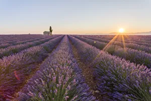 Provence, Valensole Plateau, France, Europe Provence, Valensole Plateau, France, Europe
