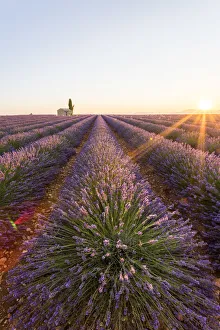 Provence, Valensole Plateau, France, Europe Provence, Valensole Plateau, France, Europe