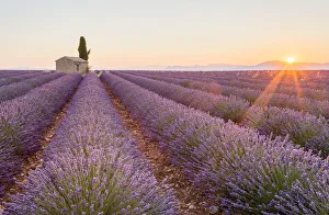 Provence, Valensole Plateau, France, Europe Provence, Valensole Plateau, France, Europe
