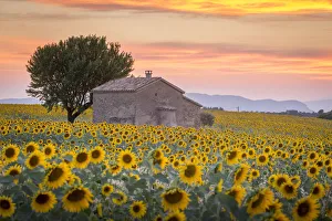 Provence, Valensole Plateau, France, Europe Provence, Valensole Plateau, France, Europe