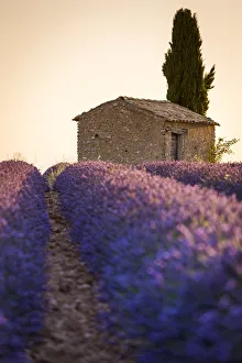Provence, Valensole Plateau, France, Europe Provence, Valensole Plateau, France, Europe