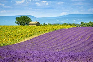 Purple lavender and yellow sunflower fields in Provence in height of bloom in early Purple lavender and yellow sunflower fields in Provence in height of bloom in early