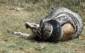 Framed Print : Print of African python killing a Thomson's gazelle by constriction Framed Print : Print of African python killing a Thomson's gazelle by constriction