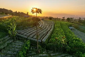 Central Java Province Prints: Terraced fields at dawn, Nepal Van Java, Magelang, Central Java, Indonesia