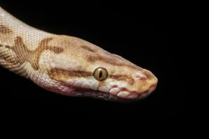 Captive Bred Spider Ball Python Print, Ontario, Canada (Q3 2024)