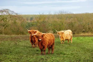 Highland Cow Prints: Highland Cows Print near Peterhead Scotland