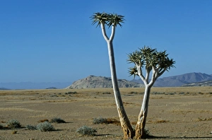 Botanical Garden Plants Prints: Quiver tree