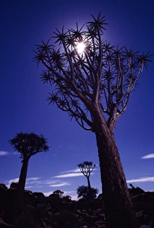 South African Landmarks Prints: Quiver Tree Forest