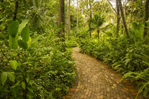 Railay Peninsula, Krabi Province, Thailandjungle Railay Peninsula, Krabi Province, Thailandjungle