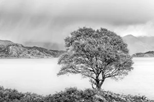 Rain approaching a tree on the shore of Loch Shieldaig, Wester Ross, Highlands, Scotland Rain approaching a tree on the shore of Loch Shieldaig, Wester Ross, Highlands, Scotland