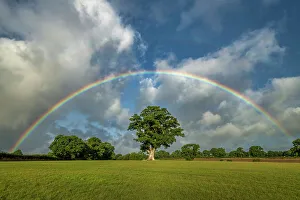 Rainbow over Oak Tree Print, Dorset Landscape